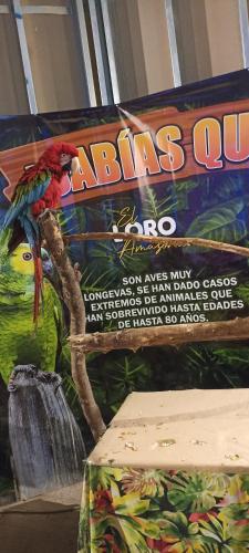 瓦尔迪维亚Hostal doña marta的木板游戏中木鹦鹉栖息在树上