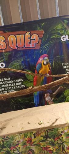 瓦尔迪维亚Hostal doña marta的一只五彩缤纷的鸟在树枝上的一个盒子
