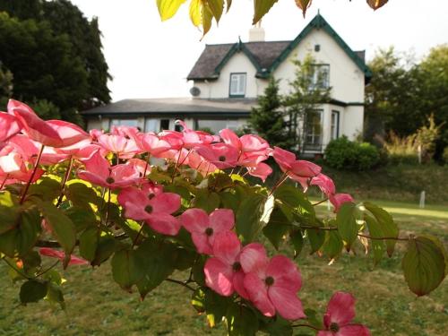 科芙Robin Hill House Heritage Guest House的房子前有粉红色花的树