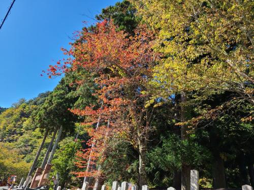天川村Ichimaru Ryokan - Vacation STAY 77709v的一群树上长着五颜六色的叶子