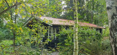 Noord-SleenZizania的森林中间的小房子