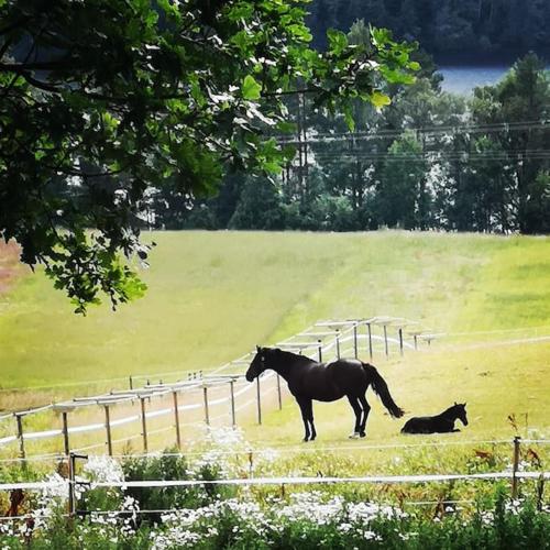 IndalLitet hus på gård med utsikt över indalsälven的站在田野里的马和猫