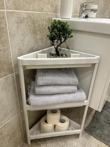 RoşuCozyStudio10的浴室设有书架、毛巾和一棵树