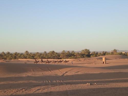 AdrouineMerzouga Chebbi camp的一群马在沙漠中跑