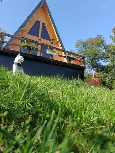 RuncuCarpatinA Rustic House的坐在房子前面的草上的一个猫