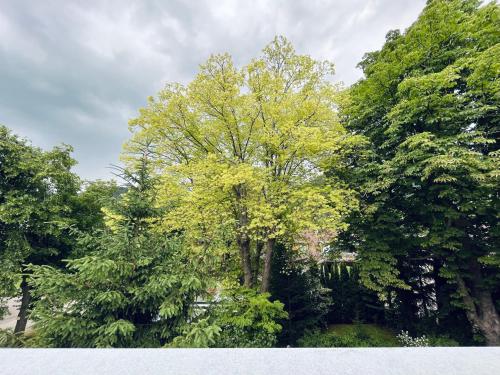 施内贝格山麓普赫贝格Puchberg Studio-Apartment的树中间有黄叶的树