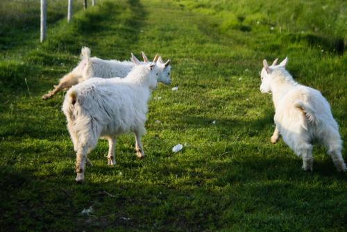 Hólmur赫尔玛宾馆的三只羊在草地上跑