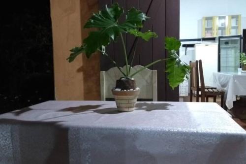 门德斯Casa de Campo: Sítio Santa Helena-Mendes RJ的坐在桌子上的一个锅里的植物
