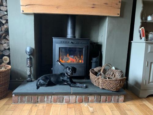 斯旺西Efail Y Garn的一只狗躺在壁炉前