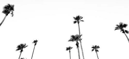 棕榈泉Jazz Hotel Palm Springs的棕榈树的黑白照片