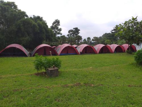 Camp Bukit Biru Kalimantan的一群在树丛中的帐篷