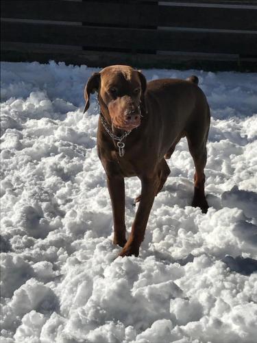 菲耶梅堡皮希勒公寓的一只棕色的狗站在雪中