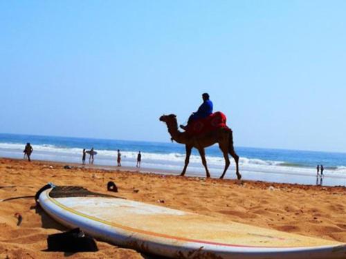 阿加迪尔Surf Lessons Experience with Hassi的骑着骆驼在海滩上冲浪的人