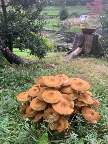 CanzoIl Mulino di Valeria的草地上的一堆蘑菇