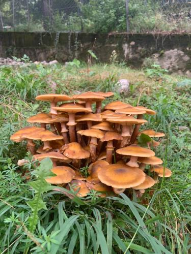 CanzoIl Mulino di Valeria的一群蘑菇在草丛中