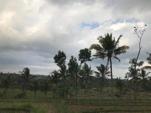 KotarajaMuni's Terrace Bungalow的一群棕榈树在田野里