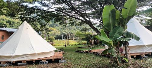 Ban Huai Sok NoiUmarin Glamping Resort的几顶帐篷,在田野上,有一棵树