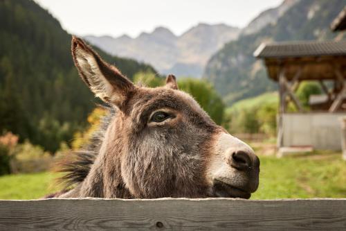 拉辛Mareiter Stein Blasighof的一只棕色驴子在木栅栏上望着