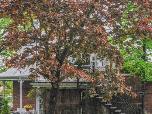 萨格奈Appartement Jacques Cartier的屋前有五颜六色叶子的树