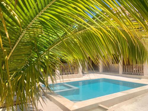 帕杰Chokoro House的游泳池旁的大棕榈树