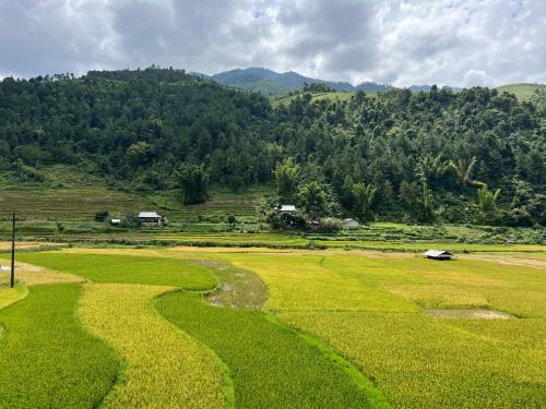 Mù Cang ChảiHomestay Hoa Thao的一片绿草丛,山地背景