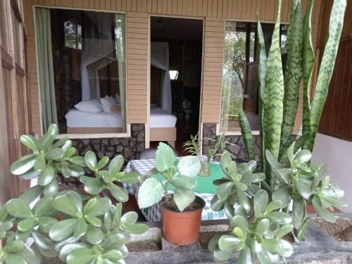 图里亚尔瓦Hotel Green Mountain的卧室前有植物的房子