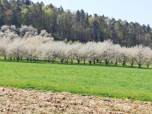 Apfelbluete und Paradies的田野上的一排白树