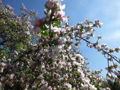 Apfelbluete und Paradies的有一棵树,上面有粉红色和白色的花