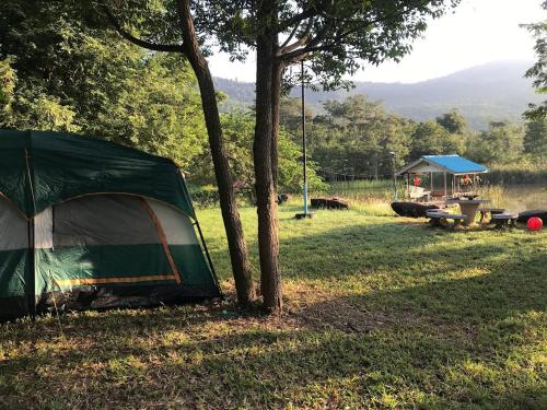 北冲Homtel Farmstay Campgrounds的田野里一棵树旁边的一个帐篷