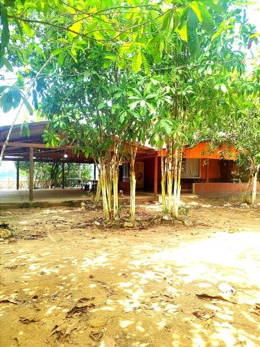 São Félix do XinguCasa de férias e camping的建筑前的一群树木
