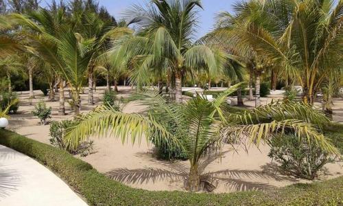 AbéméCampement Nyabinghi的公园里的一束棕榈树