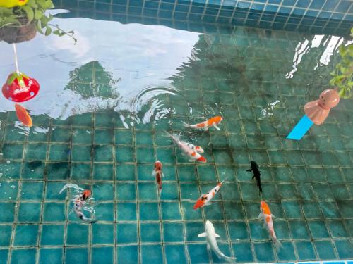 清迈泰小院儿（99 Friend’s house Lanna )的一群鱼在游泳池游泳