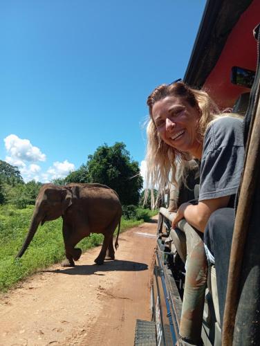 达瓦拉维Tusker's Paradise Safari Villa的坐在公共汽车上的女人看着小象