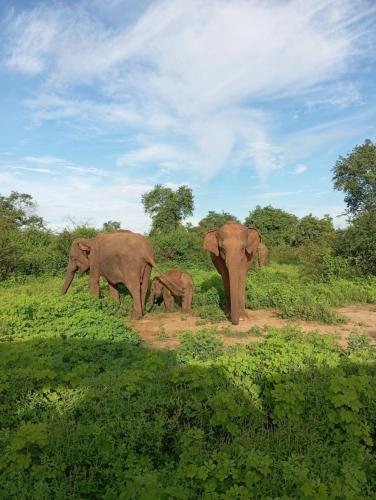 达瓦拉维Tusker's Paradise Safari Villa的一群站在田野的大象