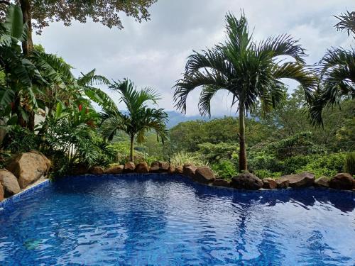 Jungle river的度假村内一座种有棕榈树的大型游泳池