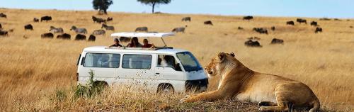 蒙巴萨Ali Lewa Tours的一只狮子躺在白色汽车旁边的草上