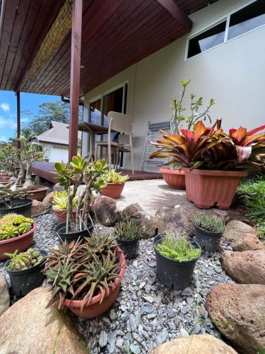 乌图罗阿Rupe Rupe Lodge的坐在庭院里的一群盆栽植物