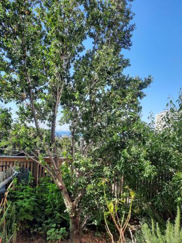 瓦尔帕莱索loft vista a la bahía的花园中一棵树