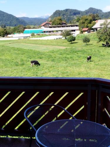 Spodnje GorjeApartma Julia的两头奶牛在田野里放牧,田野里放着桌子和桌子