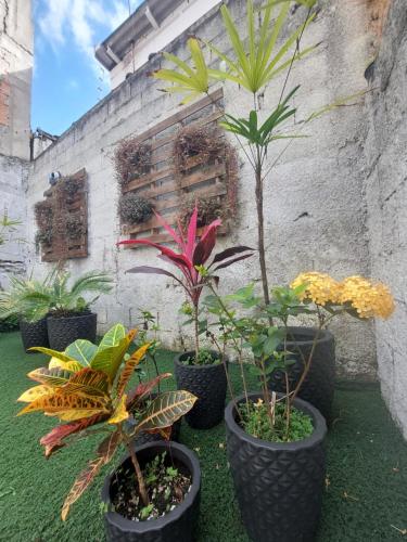 大普拉亚Hospedagem Casa Girassol的一组盆栽植物坐在墙上