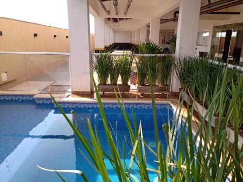 奥林匹亚Flat Brilho do Sol的一座种植了植物的游泳池