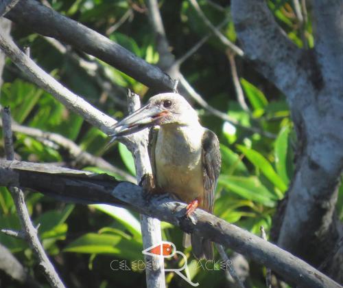 RinondoranCelebes Birdpacker的鸟栖息在树枝上