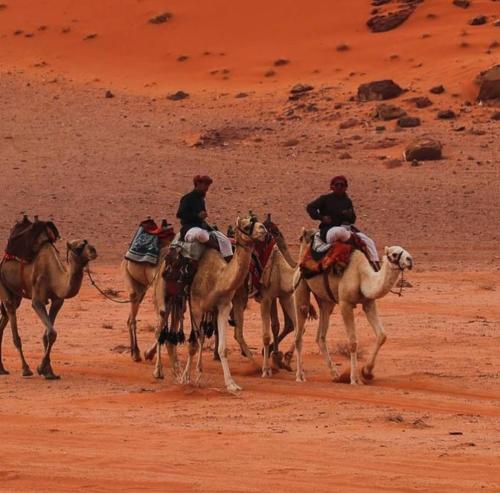 瓦迪拉姆Bedouin Bunch Camp的一群在沙漠里骑马的人