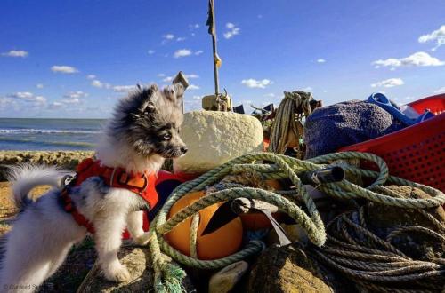 海景城Newell Cottage的一只小狗站在海滩上,用绳子