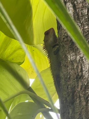 阿勒皮Alleppey Beach Garden的蜥 ⁇ 坐在树上