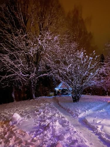 IlliVana-Vastseliina külalistemaja的一座有两棵树的雪覆盖的院子