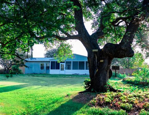 新布朗费尔斯Hadley's House - A Country 3 Bdrm with Screened-In Porch的房子前面的院子中的一棵树