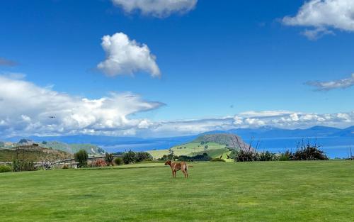 陶波Hilltop Whakaipo Estate的站在山地草场上的马