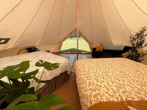 拉耶Maleka Farm: Tent Glamping North Shore Oahu的植物旁带两张床的帐篷