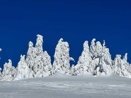 科帕奥尼克Ski hotel DOBRODOLAC的雪覆盖的一群树